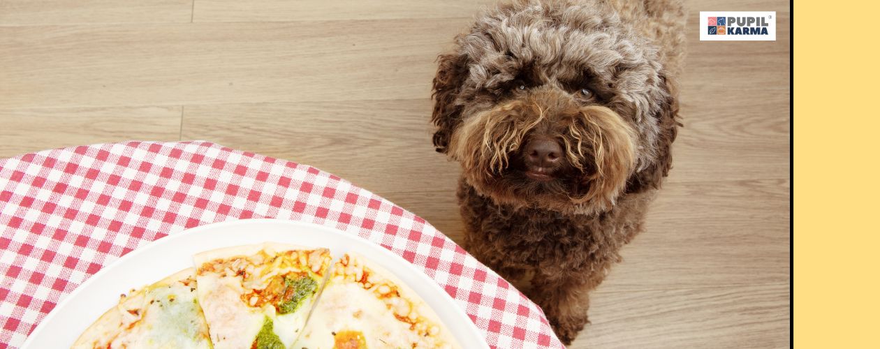 Psy lubią ludzkie jedzenie. Zdjęcie brązowego pieska spoglądającego na pizzę na stole. Po prawej stronie żółty pas i logo pupilkarma.